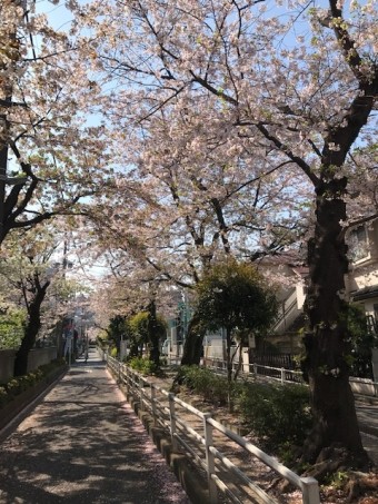 桜3 1bfbd693ee4c08c111a48832b4faec93